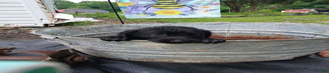 Coal