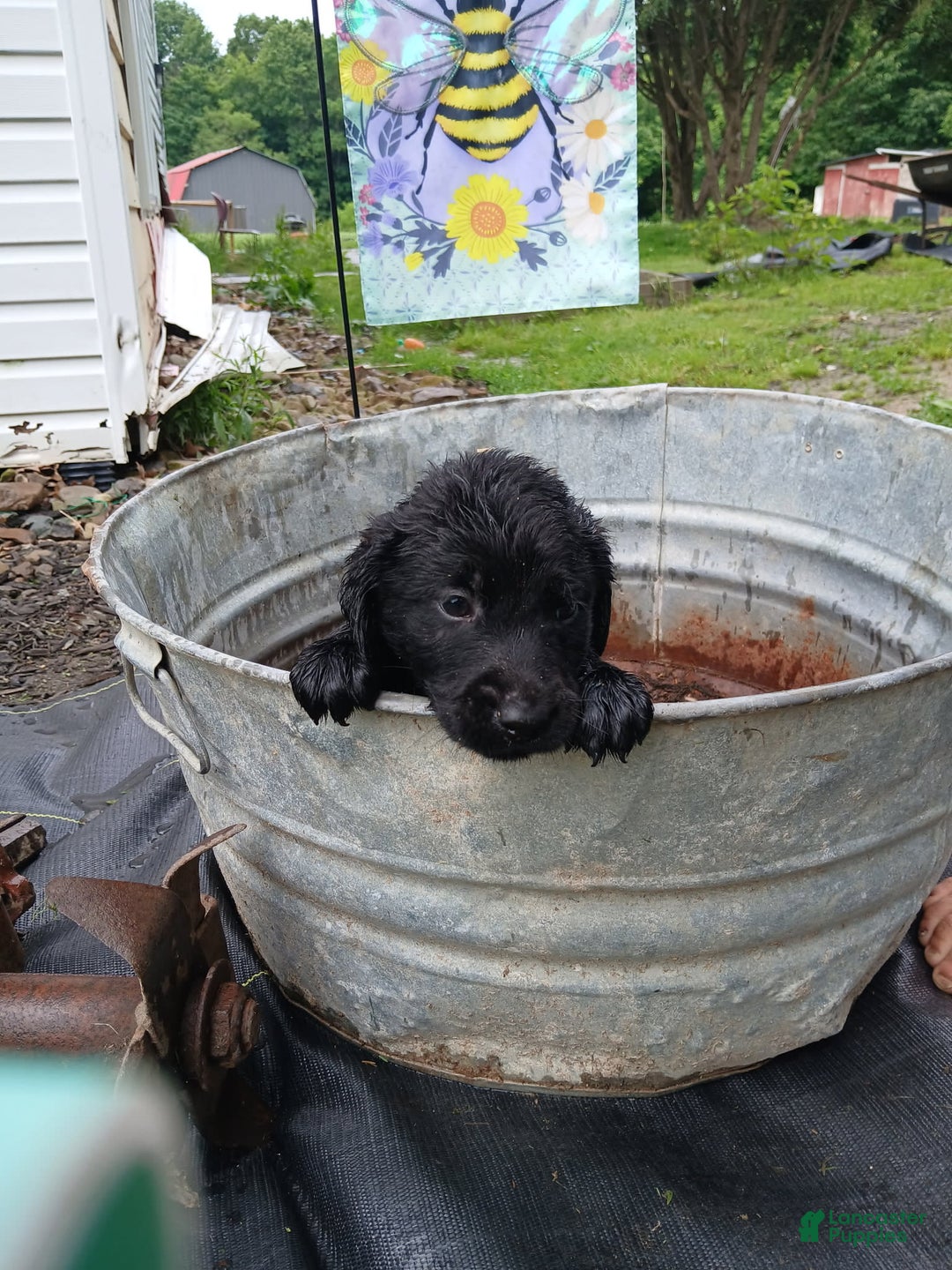 Labrador Retriever dogs for sale: Labrador Retriever 8 puppies - Image 2
