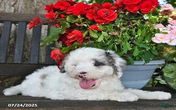 Mini Aussiedoodle dogs for sale: Ace - Image 4