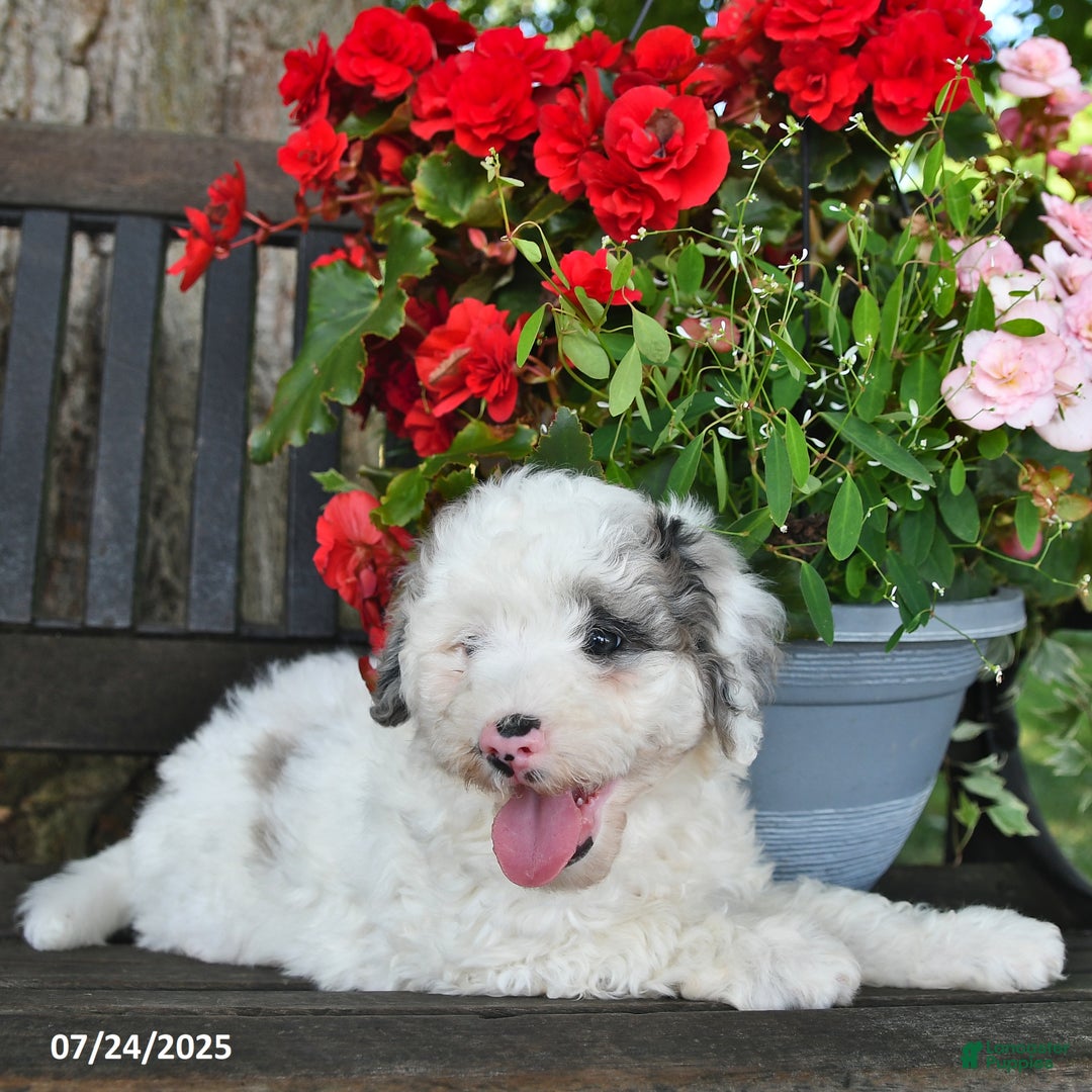 Mini Aussiedoodle dogs for sale: Ace - Image 4