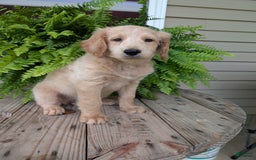 Goldendoodle dogs for sale: Bella - Image 36