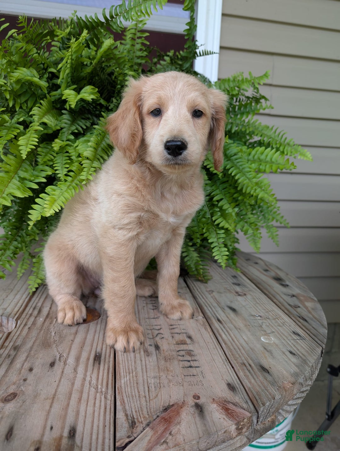 Goldendoodle dogs for sale: Bella - Image 36