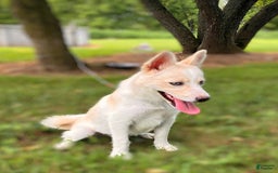 Pomsky dogs for sale: Aden - Image 14