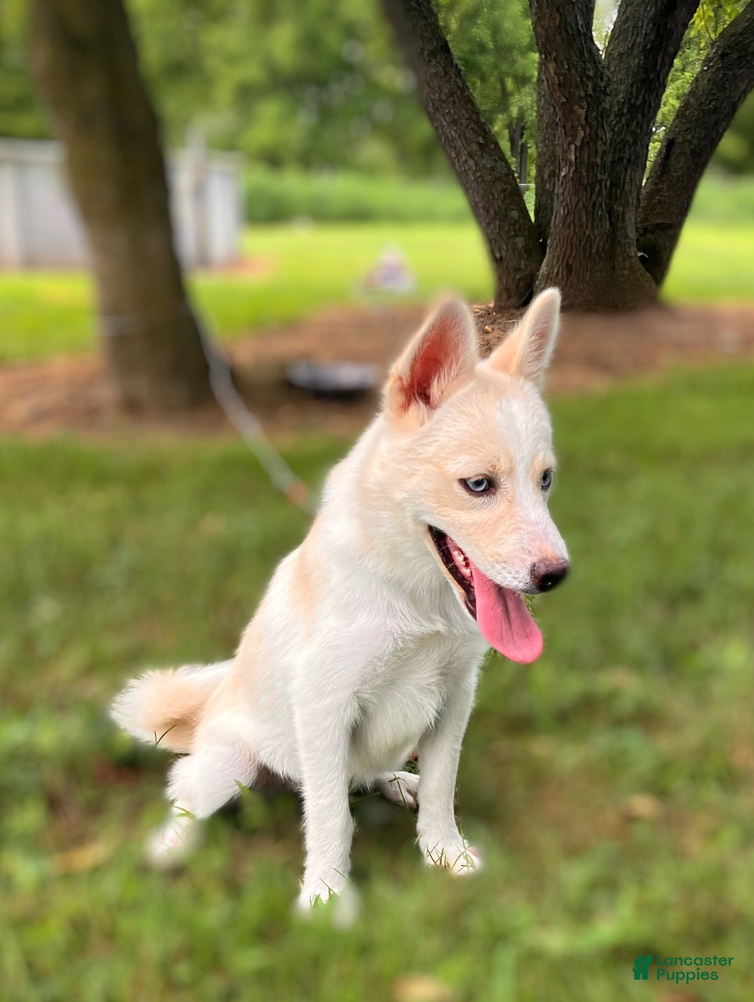 Pomsky dogs for sale: Aden - Image 14