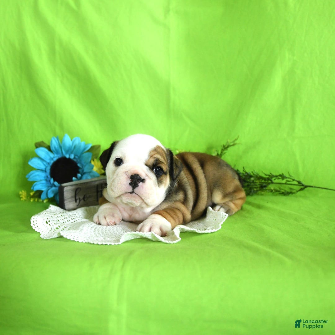 English Bulldog dogs for sale: Katrina - Image 8