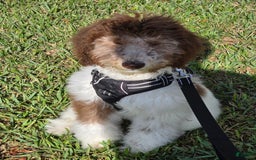Goldendoodle dogs for sale: Jaxx - Image 4