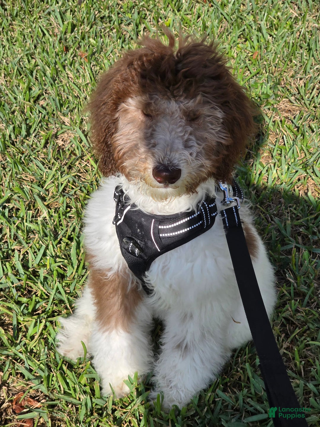 Goldendoodle dogs for sale: Jaxx - Image 4