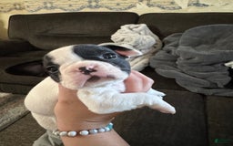 French Bulldog dogs for sale: Cow - Image 1
