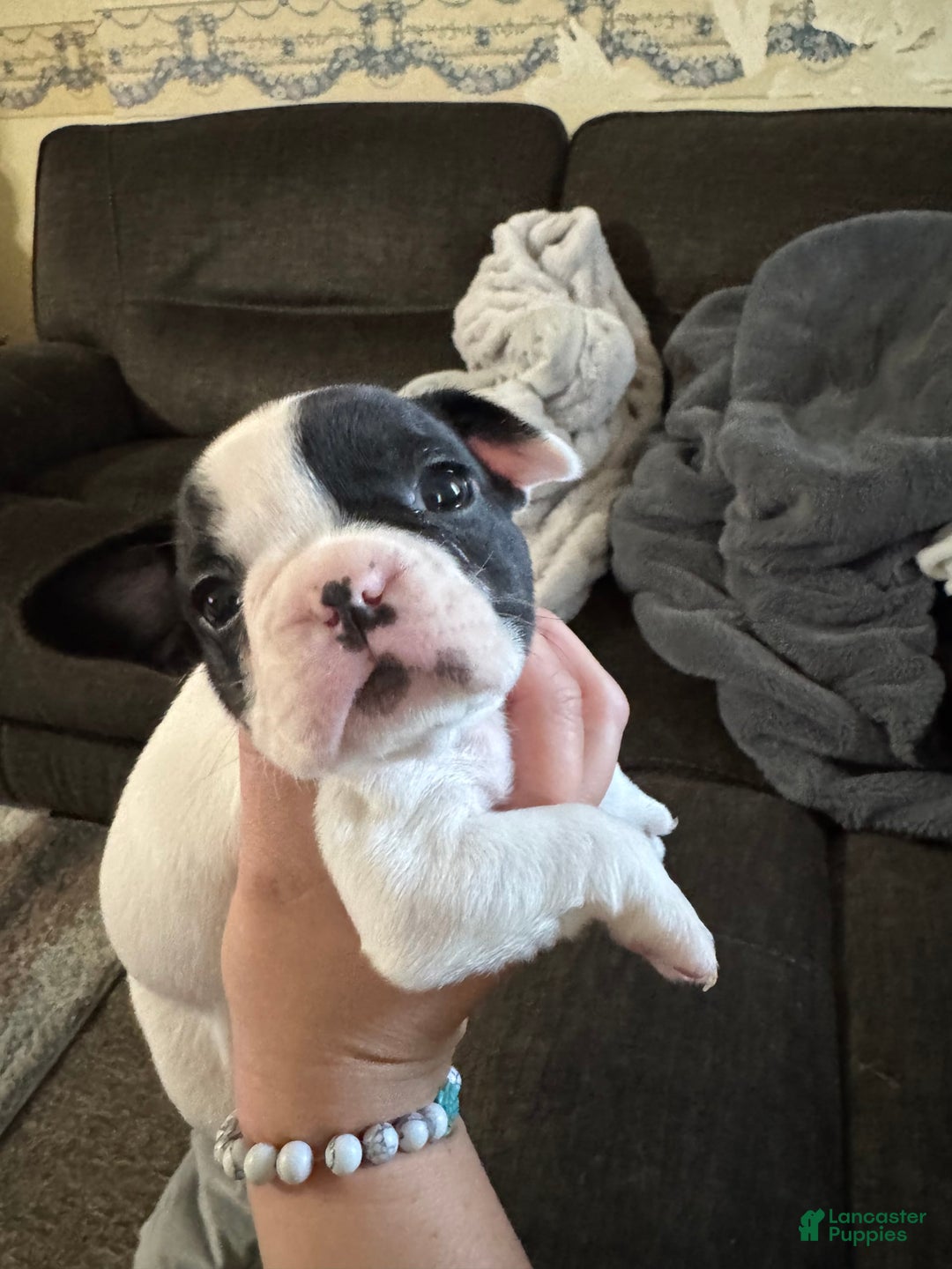 French Bulldog dogs for sale: Cow - Image 1