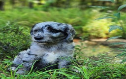 Labradoodle dogs for sale: Madison - Image 3