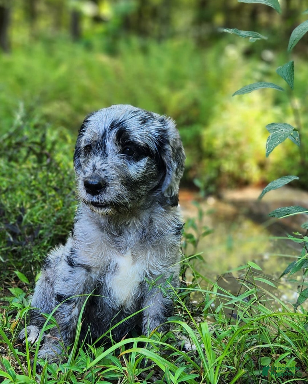 Labradoodle dogs for sale: Madison - Image 3