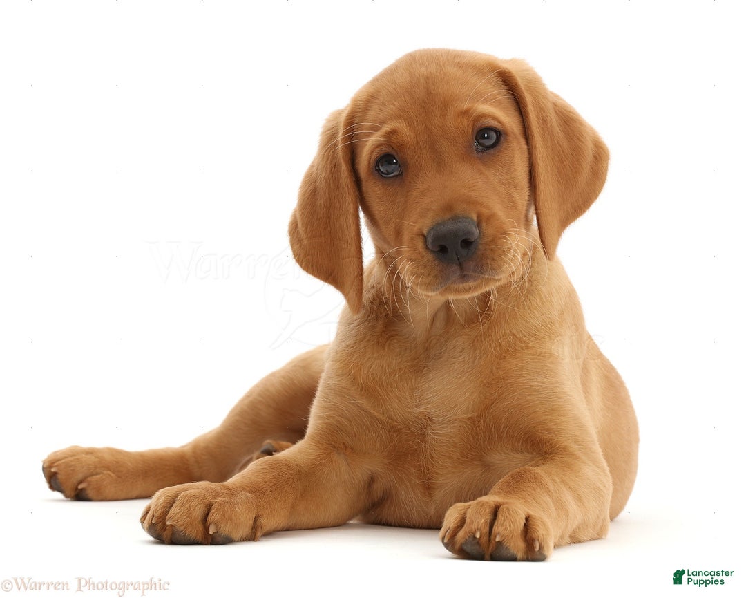 Airedale Terrier dogs for sale: Airedale Terrier litter of 4 puppies - Image 5