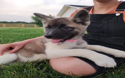 categoriesInfo:categoryAttributeOptions.pets.dogs.breed.akita dogs for sale: Akc Molly - Image 2