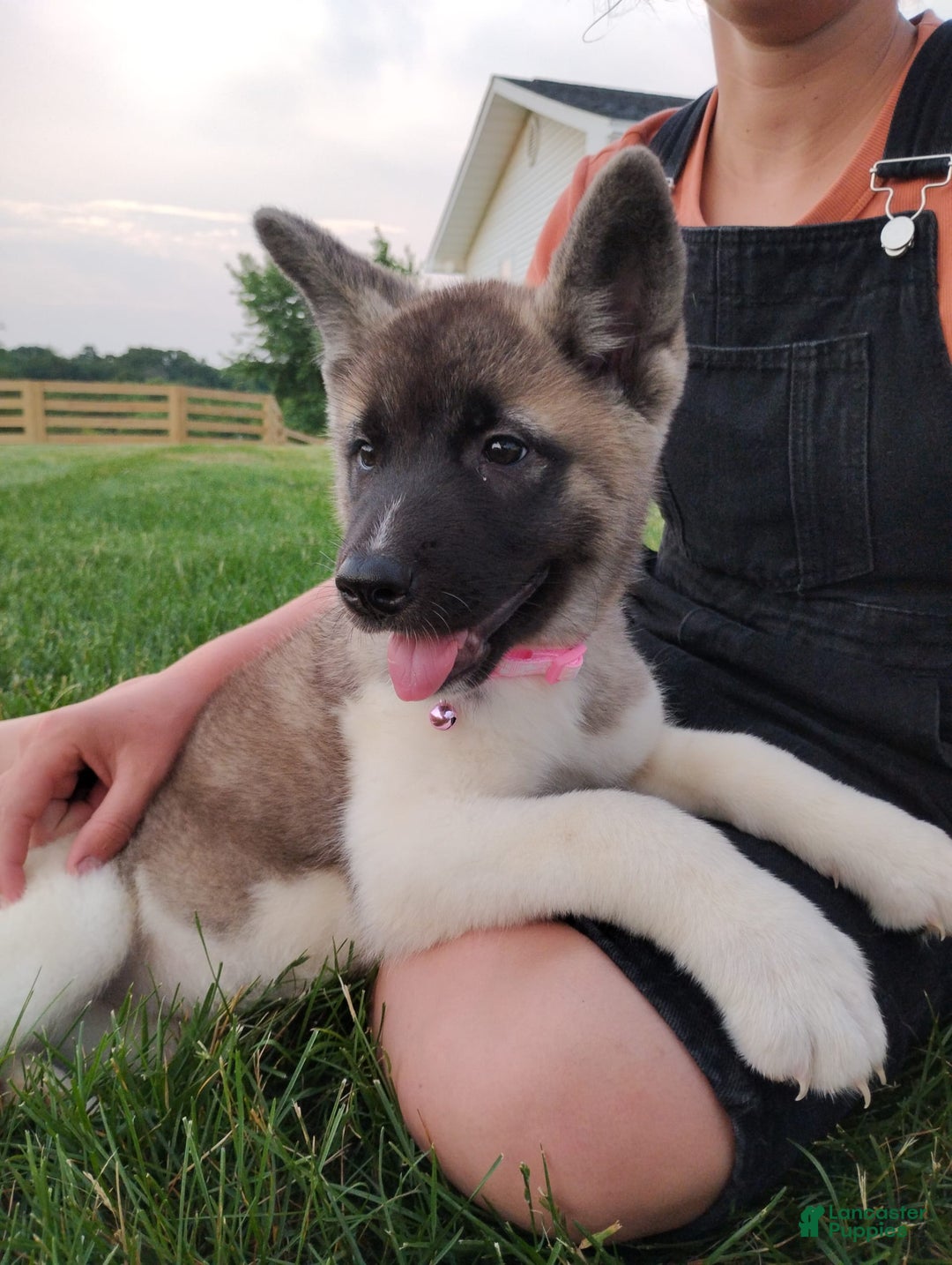 categoriesInfo:categoryAttributeOptions.pets.dogs.breed.akita dogs for sale: Akc Molly - Image 2