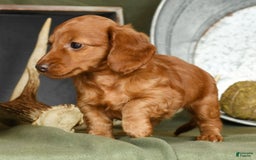 Miniature Dachshund dogs for sale: Elsa - Image 9