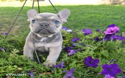 French Bulldog dogs for sale: Felix - Image 4
