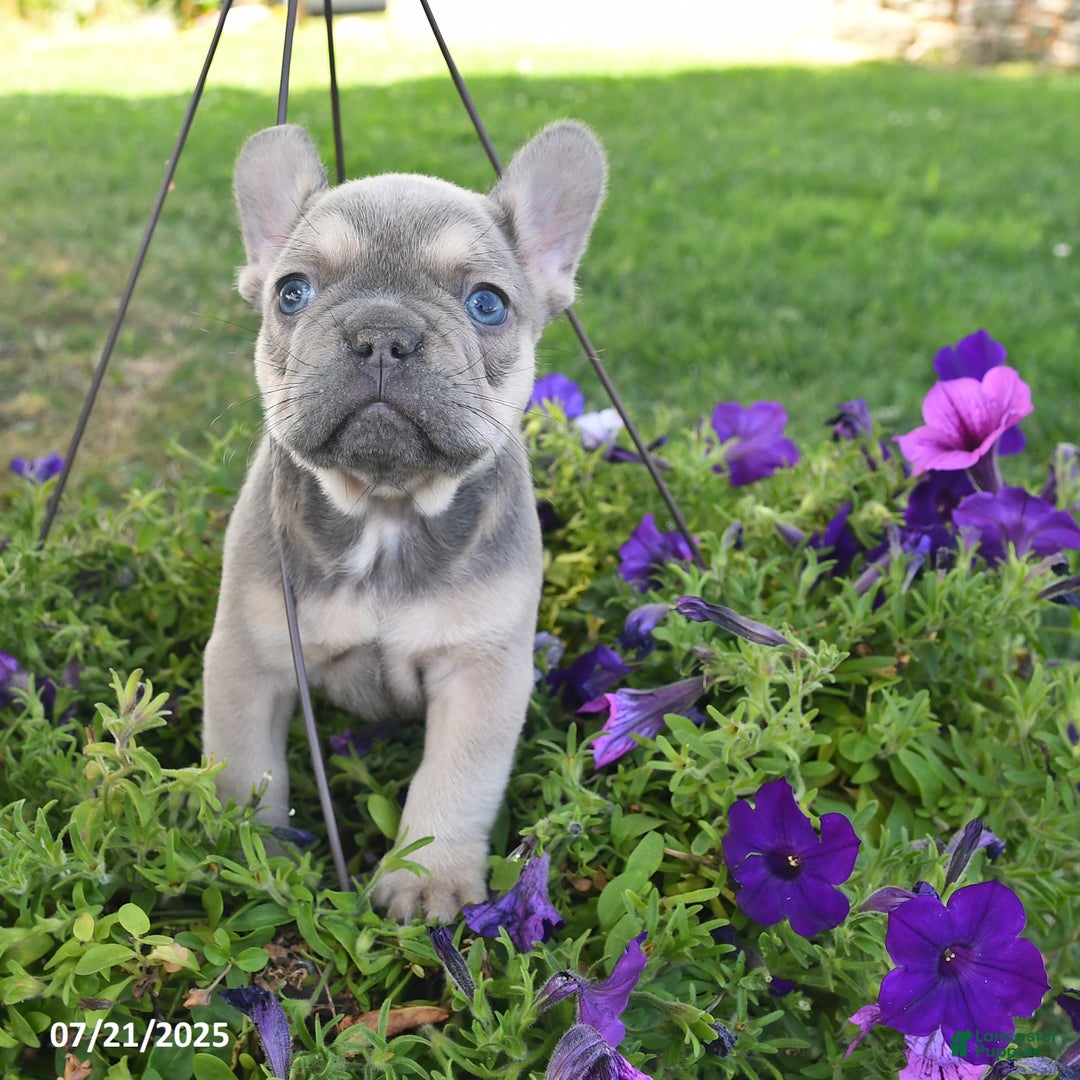 French Bulldog dogs for sale: Felix - Image 4