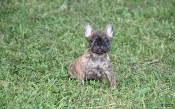 French Bulldog dogs for sale: Roland - Image 6