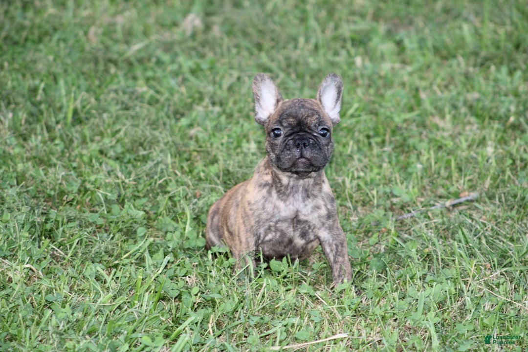 French Bulldog dogs for sale: Roland - Image 6