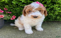 Mini Goldendoodle dogs for sale: Mabel - Image 2