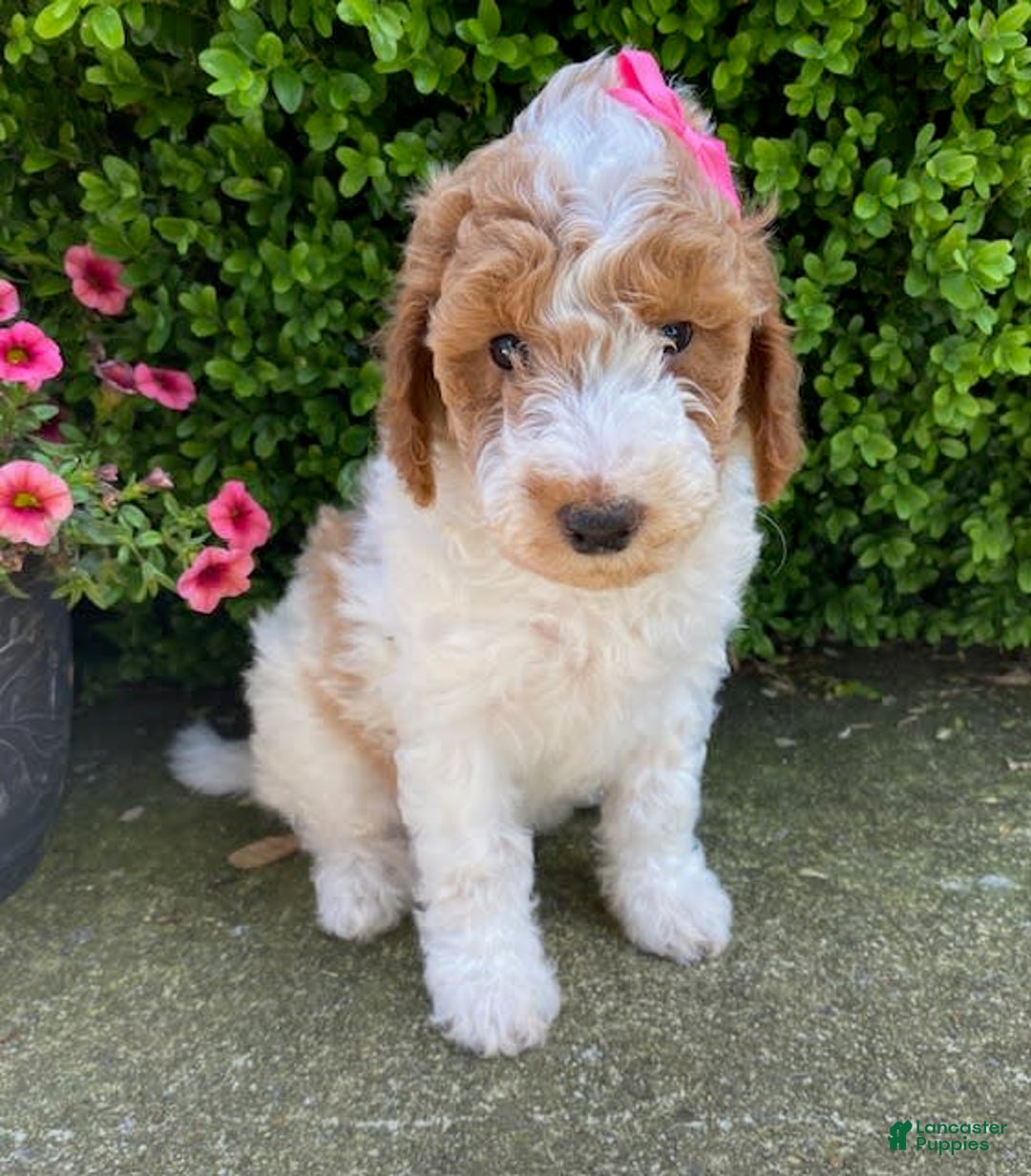 Mini Goldendoodle dogs for sale: Mabel - Image 2