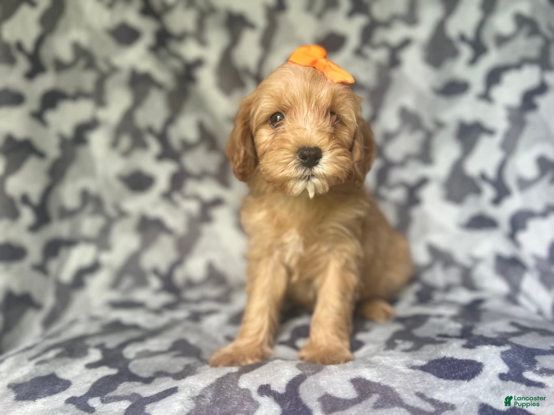 Cavapoo dogs for sale: Ziggy - Image 3