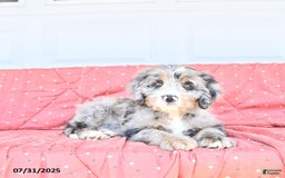Miniature Bernese Mountain Dog dogs for sale: Sunflower - Image 9