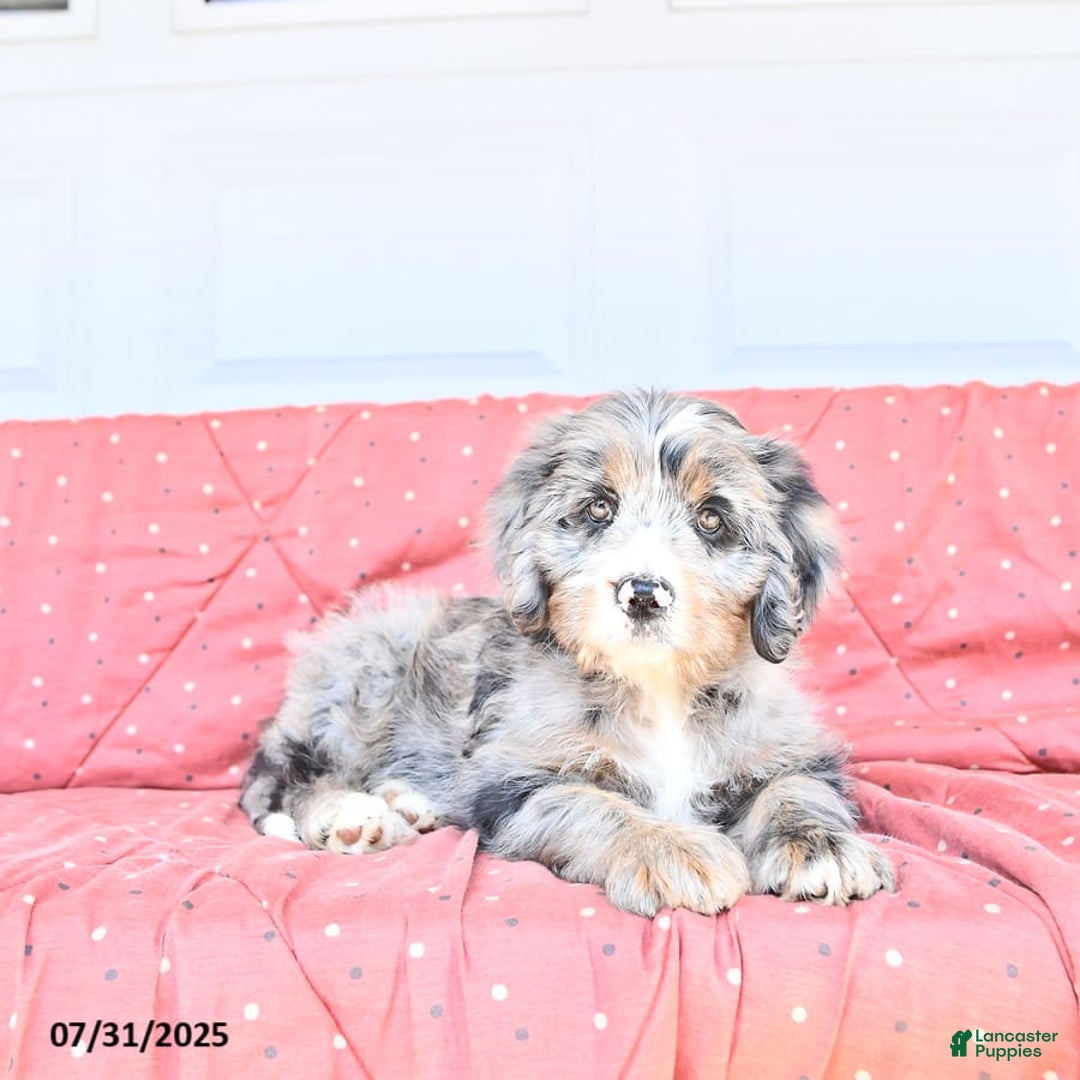 Miniature Bernese Mountain Dog dogs for sale: Sunflower - Image 9