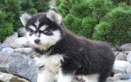 Pomsky dogs for sale: Spike - Image 2