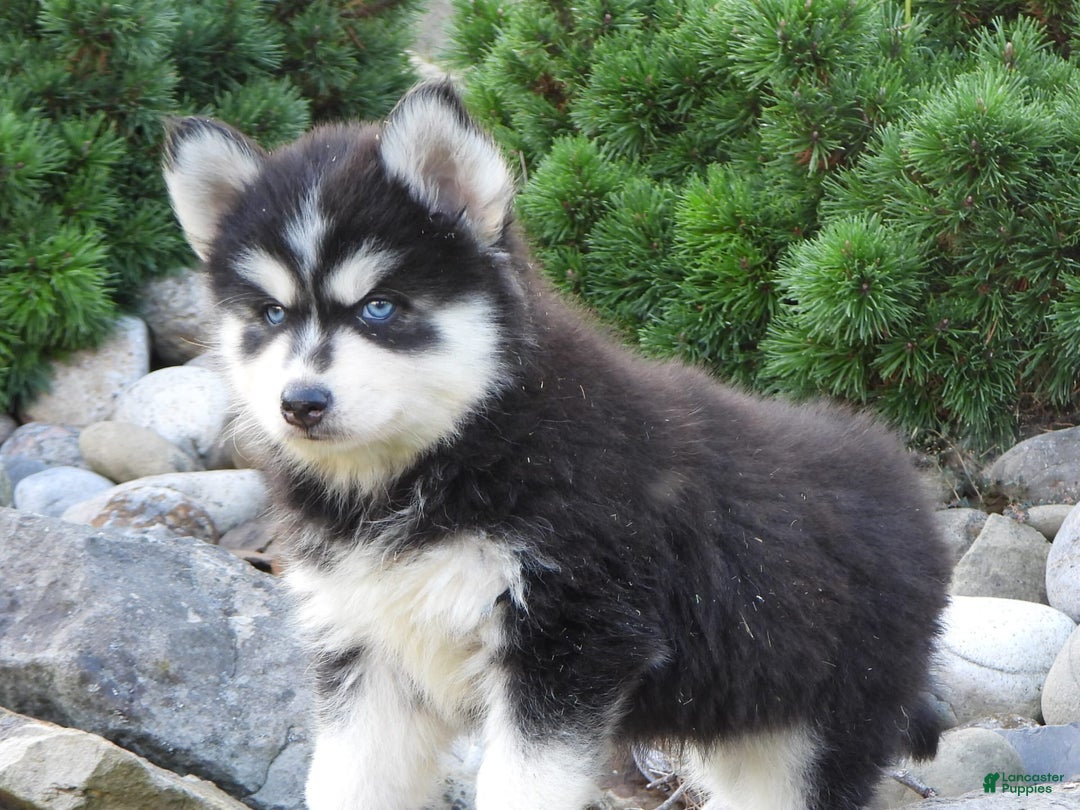 Pomsky dogs for sale: Spike - Image 2