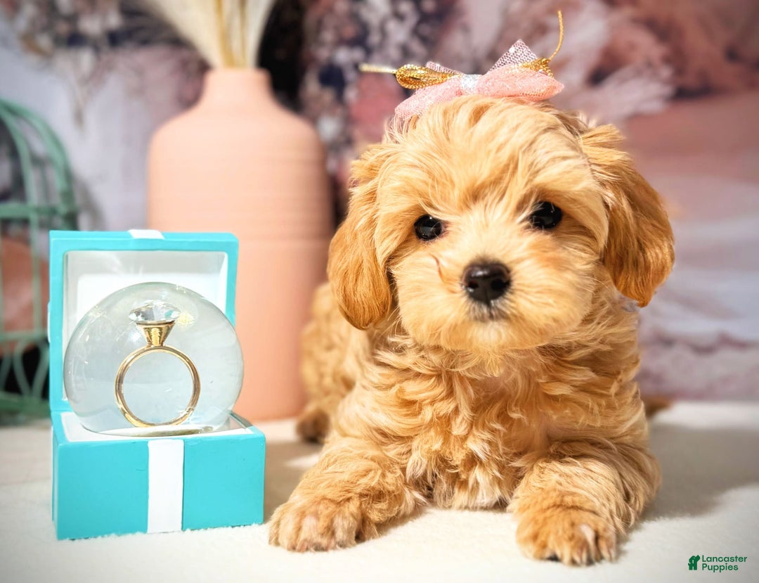 Maltipoo dogs for sale: Dark Pink Collar - Image 12