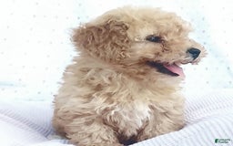 Toy Poodle dogs for sale: Oscar - Image 1