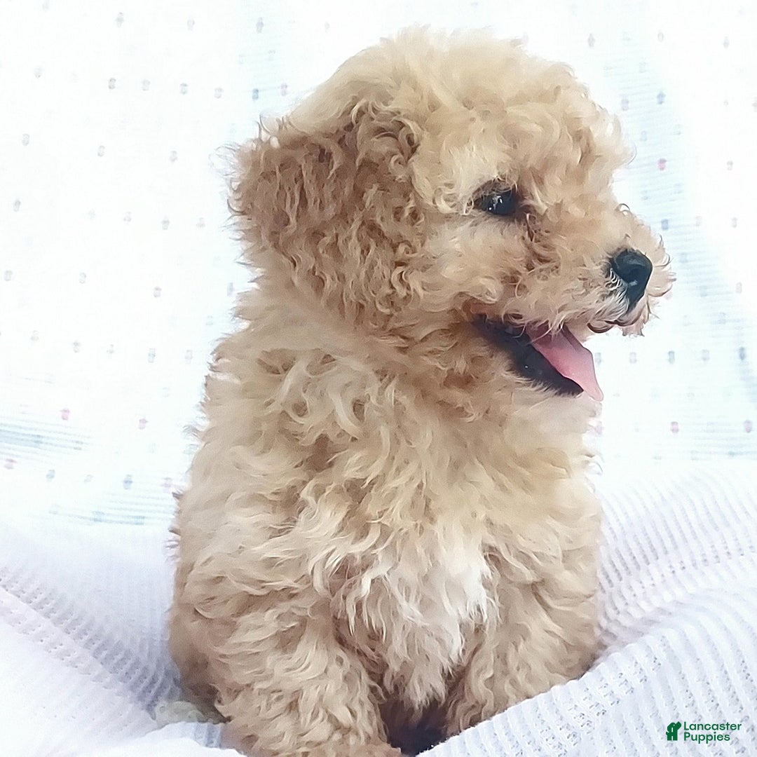 Toy Poodle dogs for sale: Oscar - Image 1