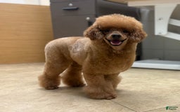 Toy Poodle dogs for sale: Soba - Image 4