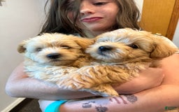 Miniature Poodle dogs for sale: Moto Moto - Image 2