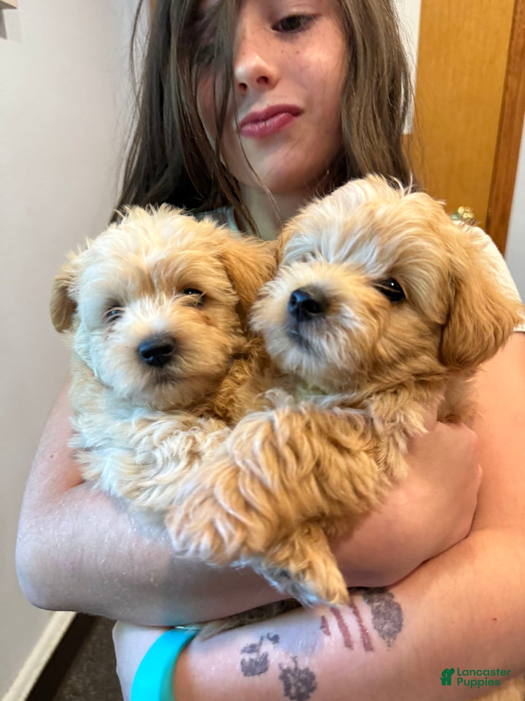 Miniature Poodle dogs for sale: Moto Moto - Image 2