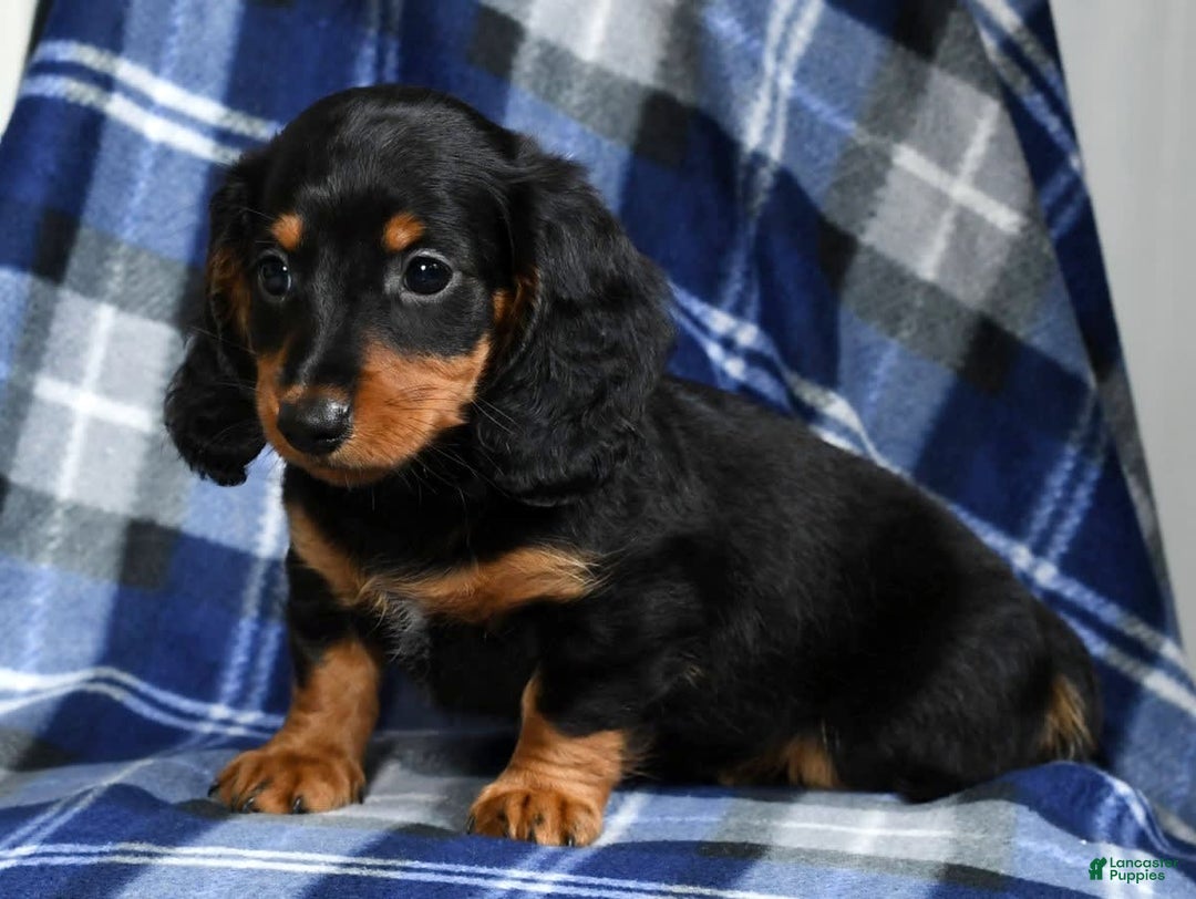 Miniature Dachshund dogs for sale: Sadie - Image 8