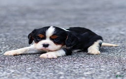 Cavalier King Charles Spaniel dogs for sale: Cavalier King Charles Spaniel 2 puppies - Image 5