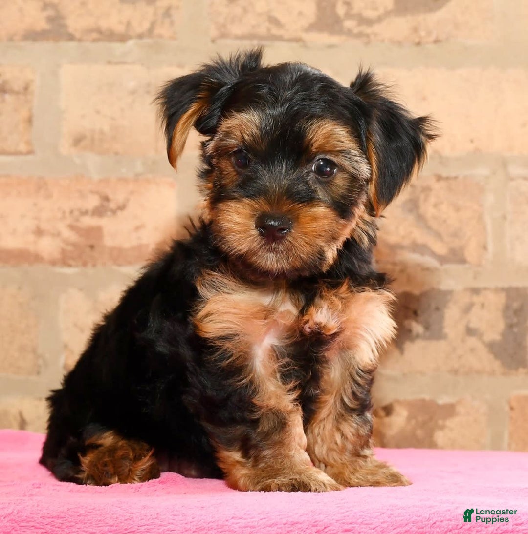 Yorkshire Terrier dogs for sale: Connor - Image 7
