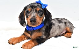 Miniature Dachshund dogs for sale: Joey - Image 6