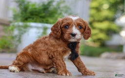 Cavapoo dogs for sale: Bean - Image 3