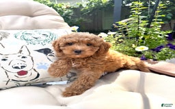 Cavapoo dogs for sale: Bradley - Image 2