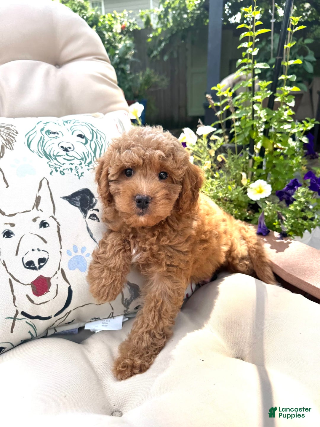 Cavapoo dogs for sale: Bradley - Image 2