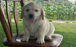 Golden Retriever dogs for sale: Friendly Fern - Image 10