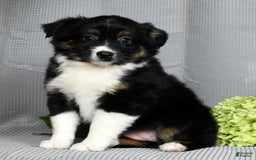 Miniature Australian Shepherd dogs for sale: Amelia - Image 4