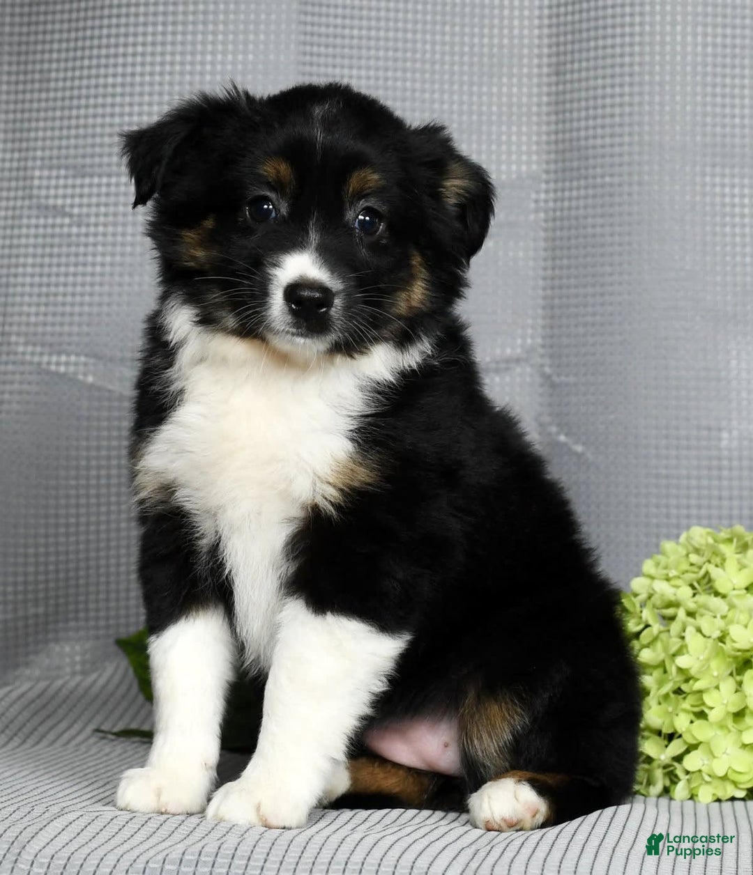 Miniature Australian Shepherd dogs for sale: Amelia - Image 4