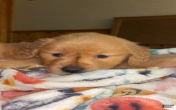 Golden Retriever dogs for sale: No Name - Image 1