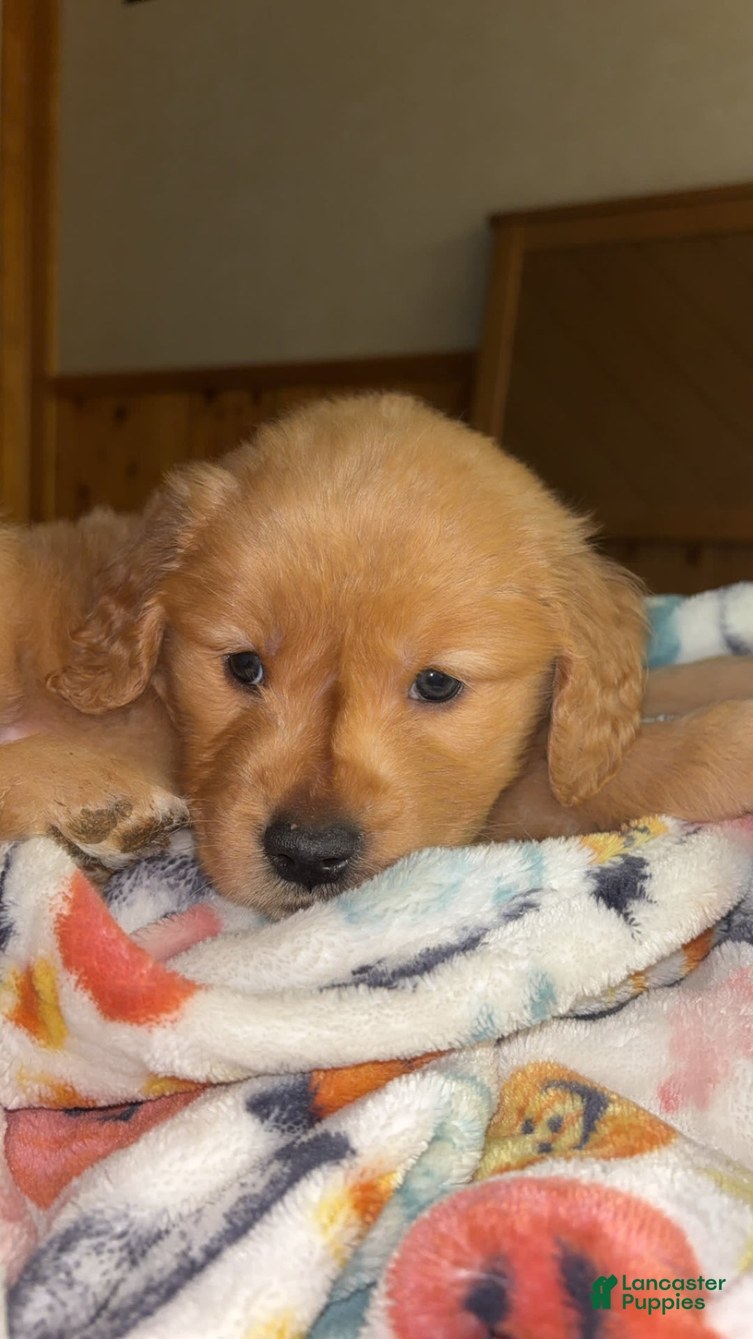 Golden Retriever dogs for sale: No Name - Image 1