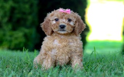 Goldendoodle dogs for sale: Sierra - Image 8