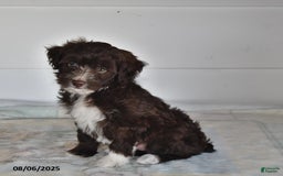 Mini Aussiedoodle dogs for sale: Thunder - Image 1